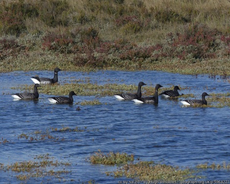 Brent geese swimming